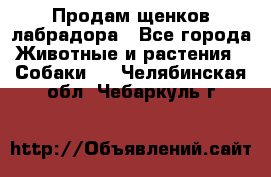 Продам щенков лабрадора - Все города Животные и растения » Собаки   . Челябинская обл.,Чебаркуль г.